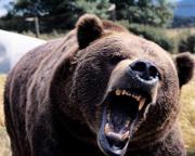 JPM to cut half of Bear employees